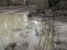 Лягушка-малоазиатская_кладки